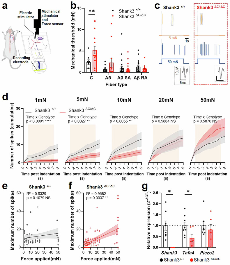 Primary sensory neuron dysfunction underlying mechanical itch hypersensitivity in a Shank3 mouse model of autism.