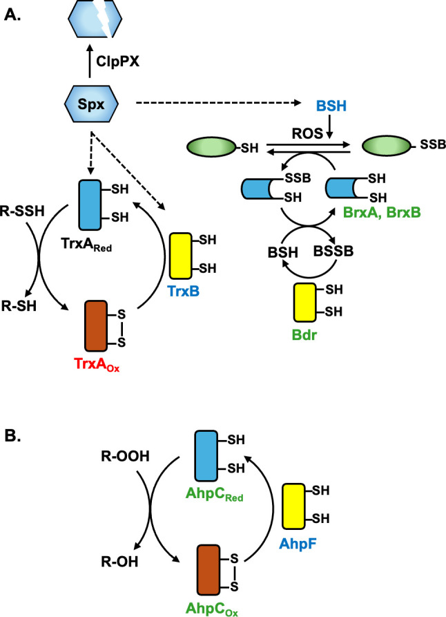 Reductive activation of the disulfide-containing antibiotic thiolutin is mediated by both bacillithiol and FAD-dependent disulfide reductases.