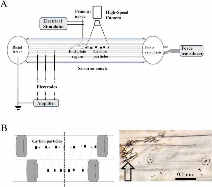 Extending wave propagation along muscle fibers originates from early local contraction at the end-plate region.