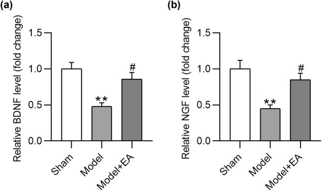 Electroacupuncture alleviates sciatic nerve injury in sciatica rats by regulating BDNF and NGF levels, myelin sheath degradation, and autophagy.