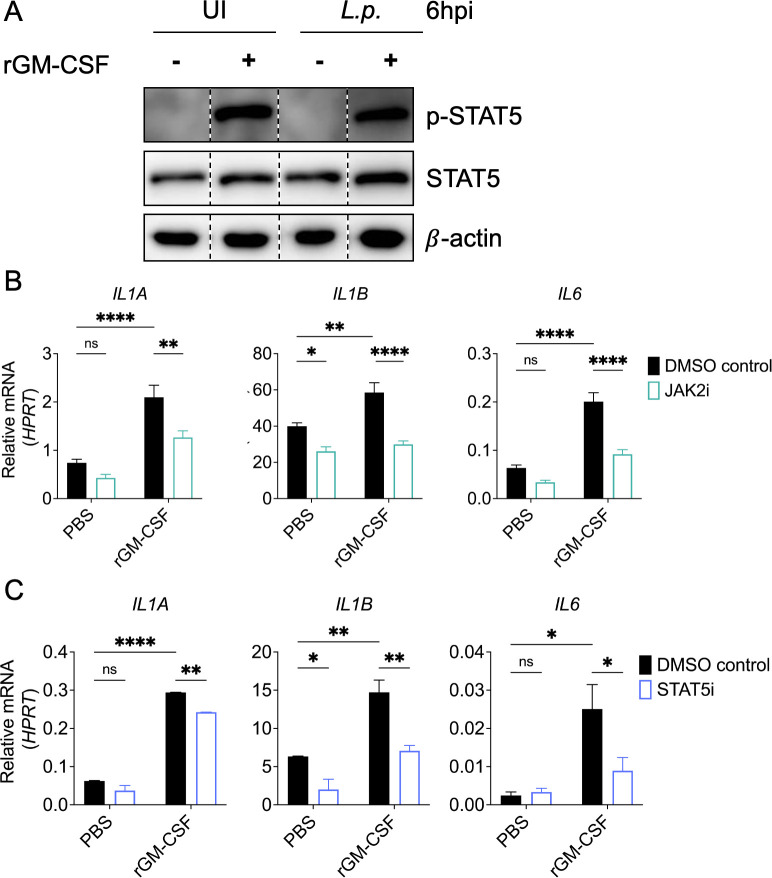 GM-CSF engages multiple signaling pathways to enhance pro-inflammatory cytokine responses in human monocytes during <i>Legionella</i> infection.