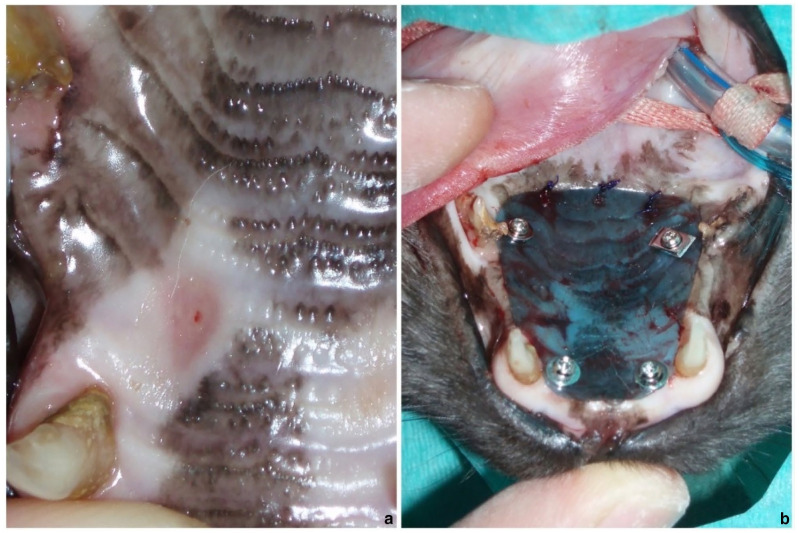 Surgical application of a customised temporary palate guard to treat bleeding palatine ulcers in three cats.
