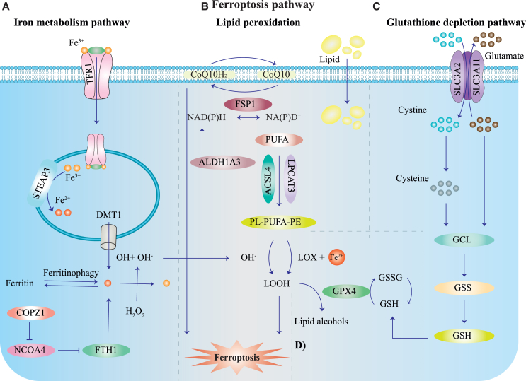 Ferroptosis as a therapeutic target in glioblastoma: Mechanisms and emerging strategies.