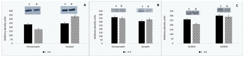 Sleep Deprivation in Rats Causes Dissociation of the Synaptic NMDA Receptor/D1 Dopamine Receptor Heterocomplex.