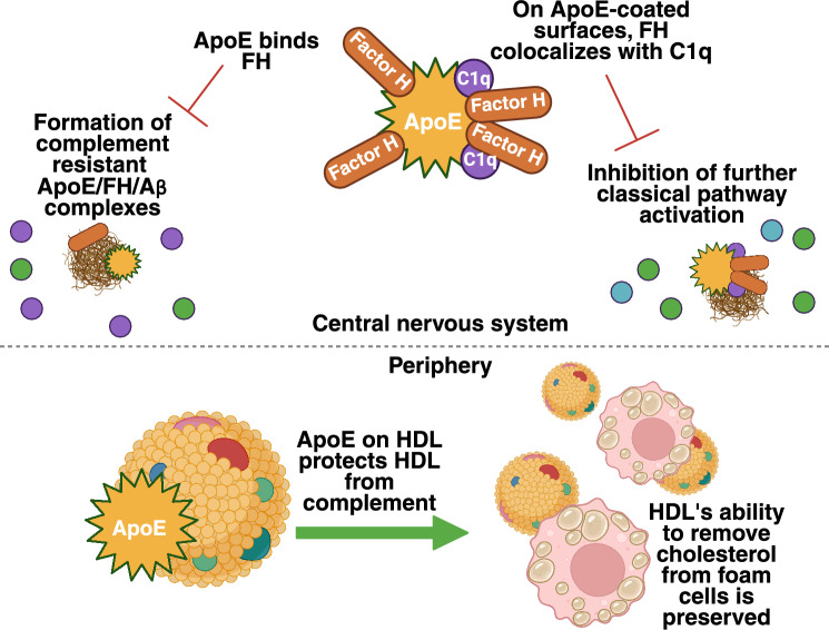 Exploring the intersection of atherosclerosis and Alzheimer's disease: the role of inflammation and complement activation.