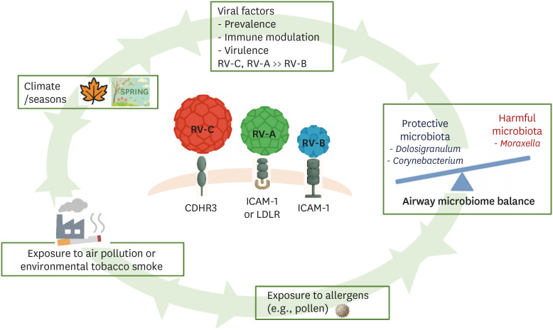 Clinical Significance of Rhinoviruses and Progress Toward Vaccination.