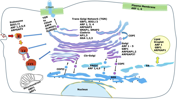 Arfs on the Golgi: four conductors, one orchestra.