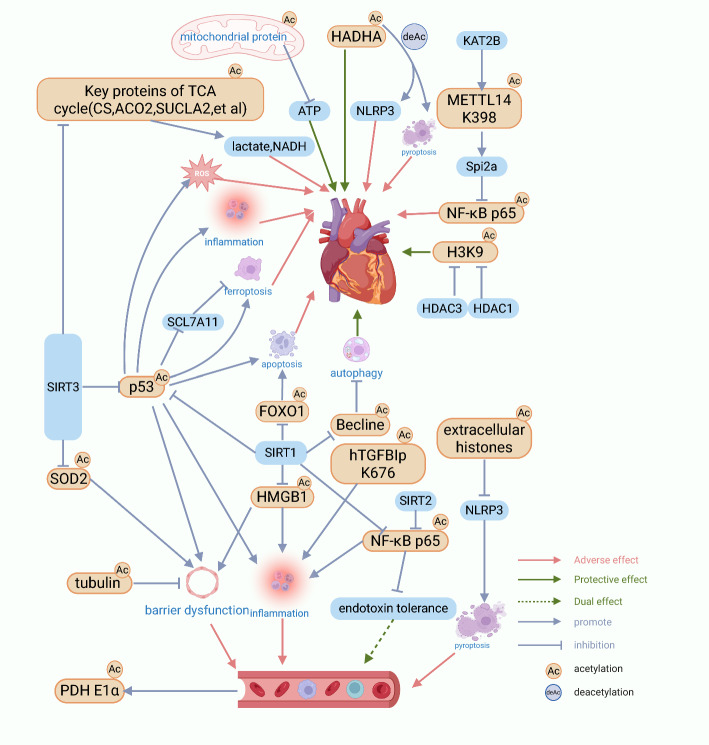 Molecular mechanisms and functions of protein acetylation in sepsis and sepsis-associated organ dysfunction.