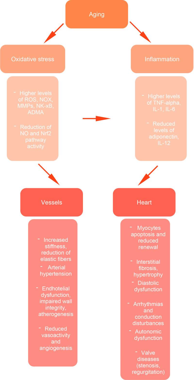 Cardiovascular Aging.