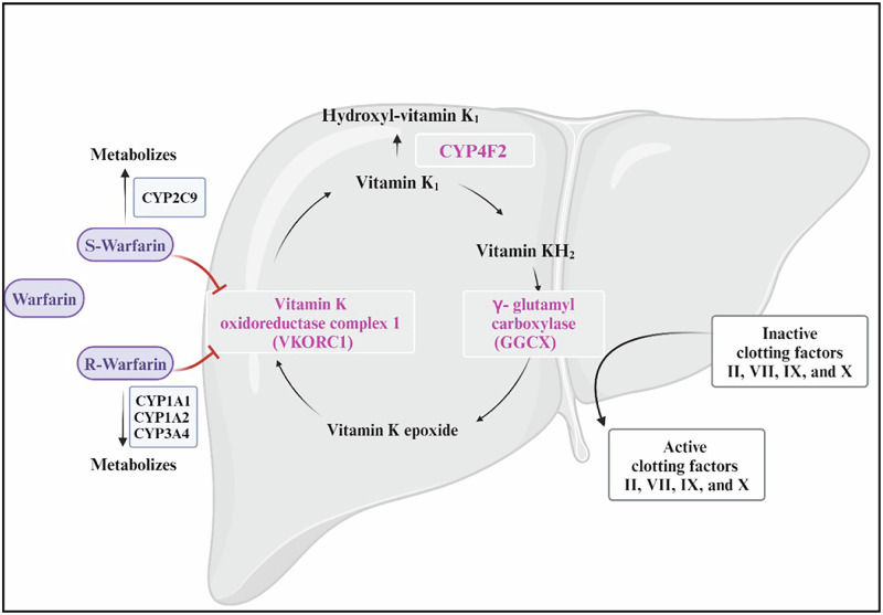 A narrative review of research advancements in pharmacogenetics of cardiovascular disease and impact on clinical implications.