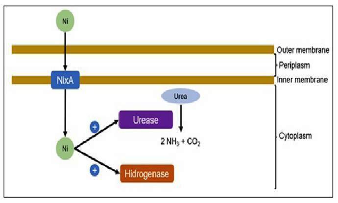 LOW-NICKEL DIET AS A STRATEGY IN THE TREATMENT OF HELICOBACTER PYLORI INFECTION.