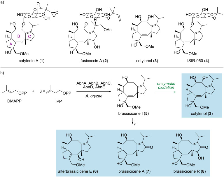 Heterologous biosynthesis of cotylenol and concise synthesis of fusicoccane diterpenoids.