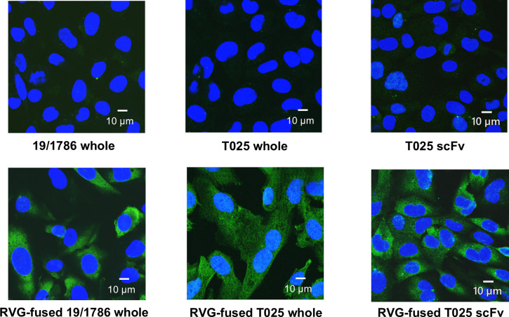 Development of blood-brain barrier-penetrating antibodies for neutralizing tick-borne encephalitis virus in the brain.