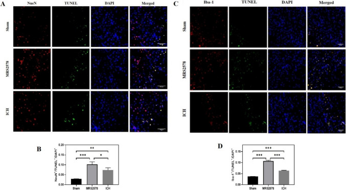 Inhibition of P2Y6 Receptor-Mediated Microglia Phagocytosis Aggravates Brain Injury in Mice of Intracerebral Hemorrhage.