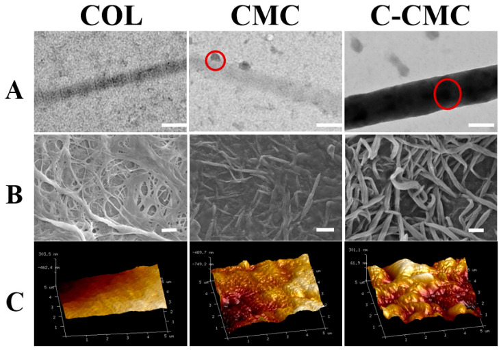 A Collagen Membrane Pretreated with Citrate Promotes Collagen Mineralization and Bone Regeneration.