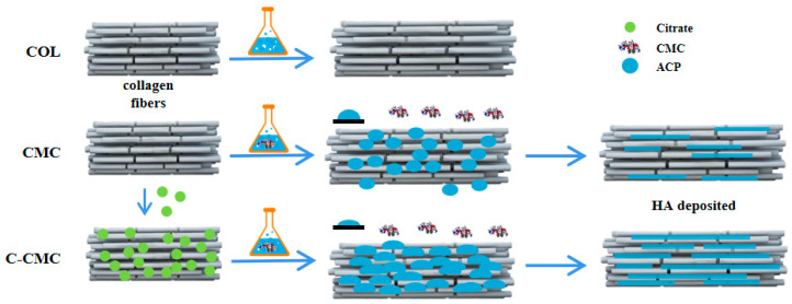 A Collagen Membrane Pretreated with Citrate Promotes Collagen Mineralization and Bone Regeneration.