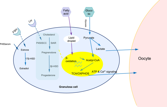 The role of mitochondrial dysfunction in ovarian granulosa cells in polycystic ovary syndrome.