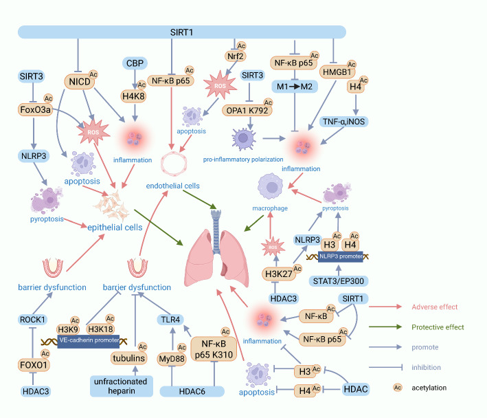 Molecular mechanisms and functions of protein acetylation in sepsis and sepsis-associated organ dysfunction.