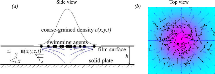 The effect of self-induced Marangoni flow on polar-nematic waves in active-matter systems