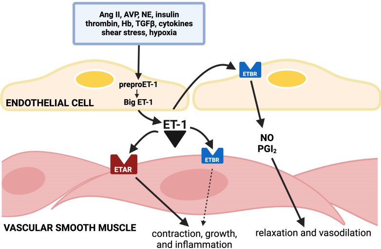 Endothelin antagonists for hypertension: has their time finally arrived?