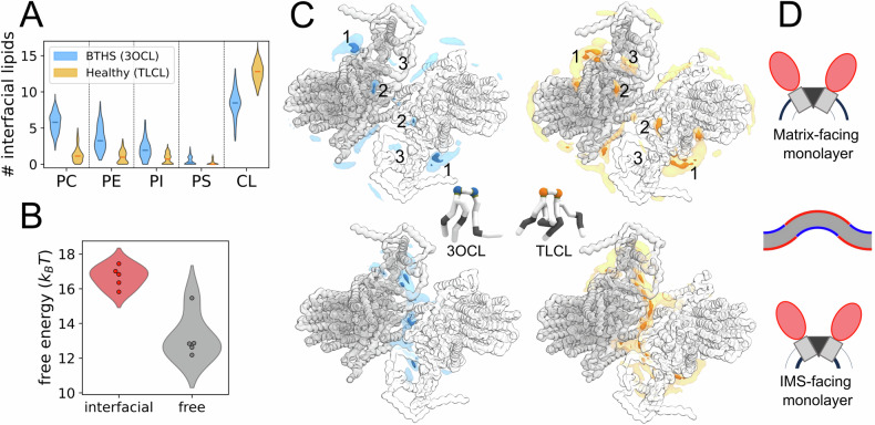 Cardiolipin acyl chain composition tailors the conformation of mammalian ATP synthase dimers.