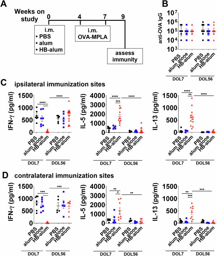 Rational adjuvant selection for the neonatal period shapes unique and lasting immune polarization in mice.