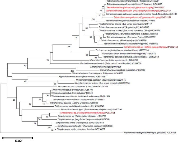 Molecular evidence for trichomonads and acanthamoebae in cloacal samples of synanthropic waterfowl.