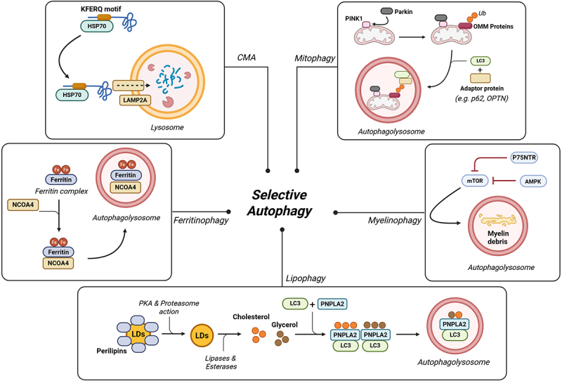 The role of autophagy in the pathogenesis and treatment of multiple sclerosis.