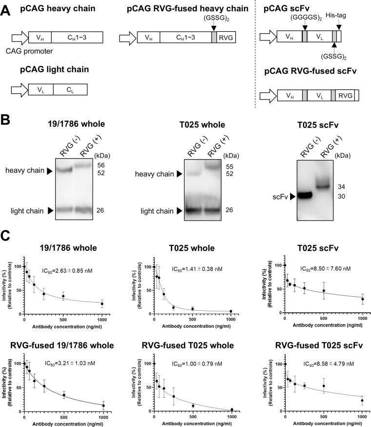 Development of blood-brain barrier-penetrating antibodies for neutralizing tick-borne encephalitis virus in the brain.