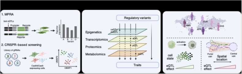 Role of expression quantitative trait loci (eQTL) in understanding genetic mechanisms underlying common complex diseases.