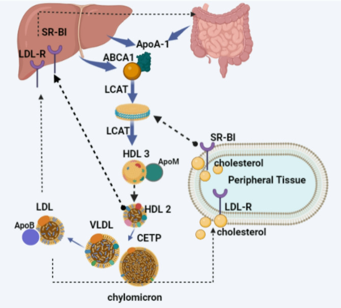 Vitamin D immune modulation of the anti-inflammatory effects of HDL-associated proteins.