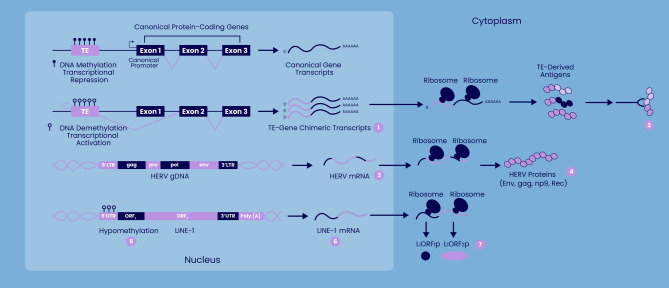 Exploring transposable elements: new horizons in cancer diagnostics and therapeutics.