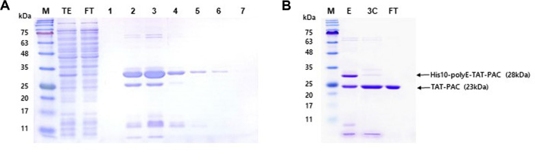 Recombinant Cell-Permeable Puromycin <i>N</i>-Acetyltransferase Confers Puromycin Resistance by Direct Protein Transduction.