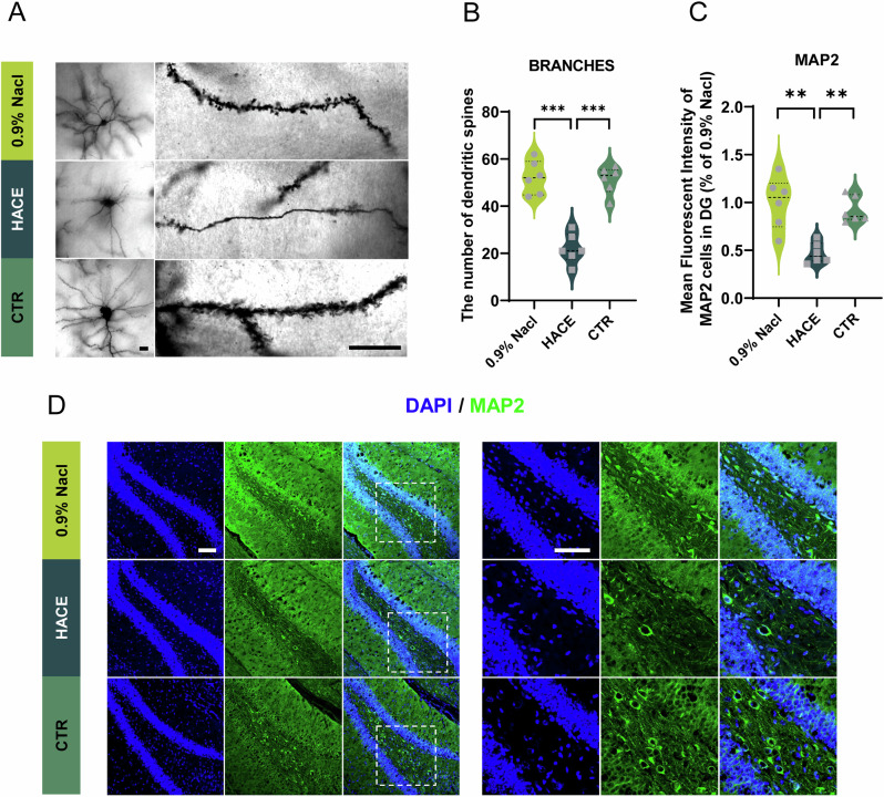 Exosomes from high-altitude cerebral edema patients induce cognitive dysfunction by altering oxidative stress responses in mice.