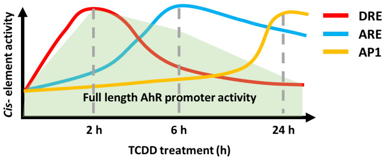 New insights into coordinated regulation of AHR promoter transcription; molecular mechanisms and therapeutic targets.