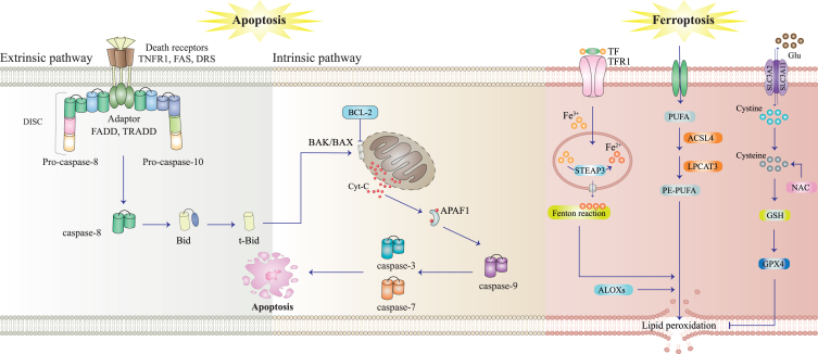Ferroptosis as a therapeutic target in glioblastoma: Mechanisms and emerging strategies.