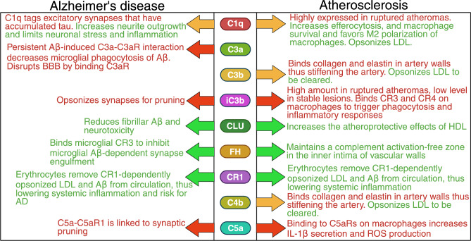 Exploring the intersection of atherosclerosis and Alzheimer's disease: the role of inflammation and complement activation.