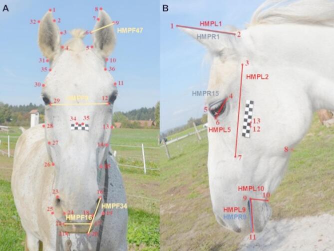 An iterative approach to identify key predictive features of fear reactivity and fearfulness in horses (Equus caballus).