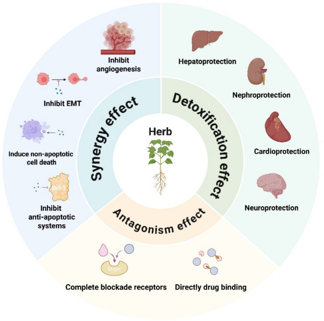 Herb-drug interactions in oncology: pharmacodynamic/pharmacokinetic mechanisms and risk prediction.