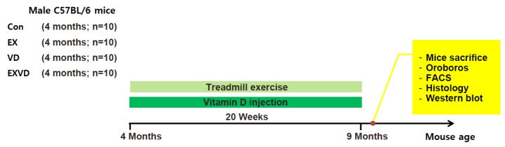 Combined Effects of Exercise and Vitamin D on Neuroinflammation, Blood-Brain Barrier Integrity, Oxidative Stress, and Cognitive Function in Nonpathological Mice.