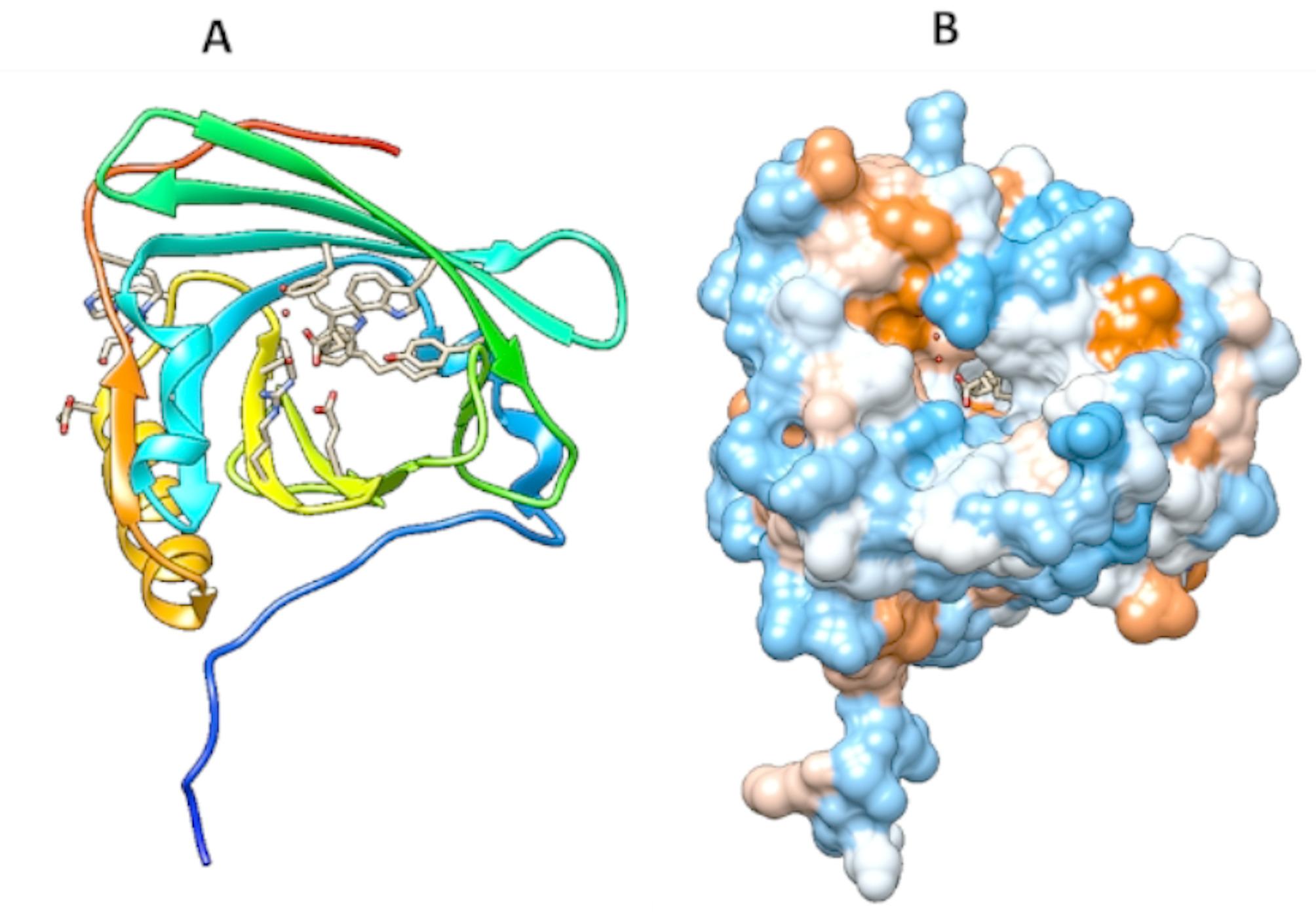 Vitamin D immune modulation of the anti-inflammatory effects of HDL-associated proteins.