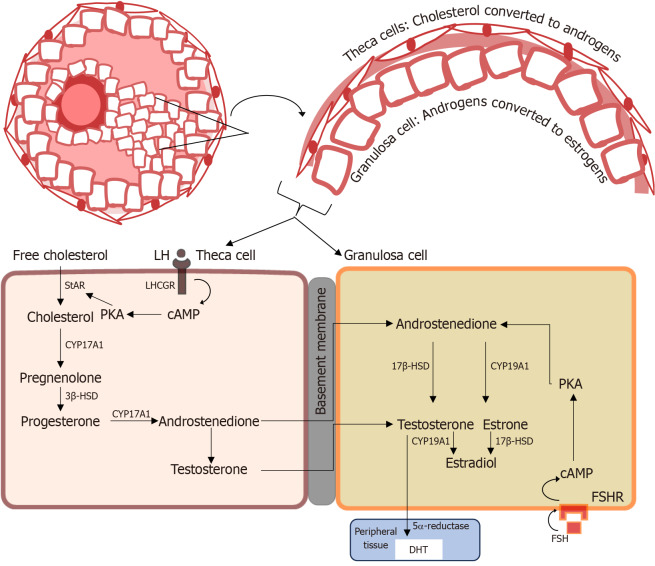 Decoding androgen excess in polycystic ovary syndrome: Roles of insulin resistance and other key intraovarian and systemic factors.