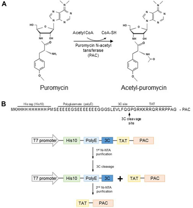 Recombinant Cell-Permeable Puromycin <i>N</i>-Acetyltransferase Confers Puromycin Resistance by Direct Protein Transduction.