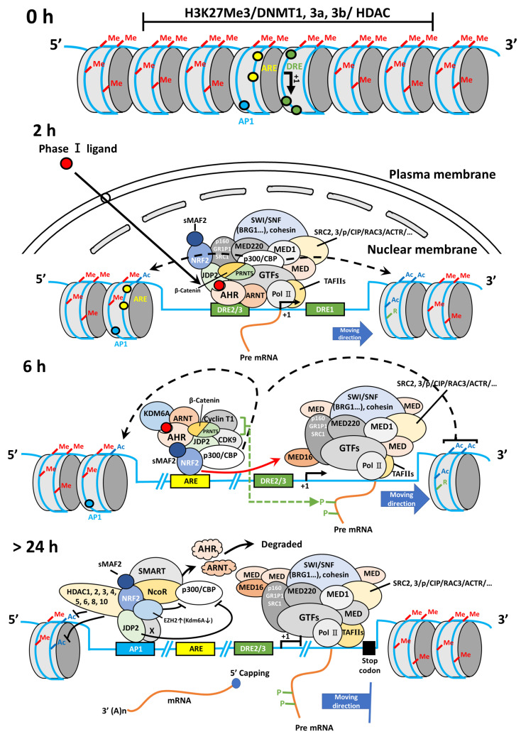 New insights into coordinated regulation of AHR promoter transcription; molecular mechanisms and therapeutic targets.