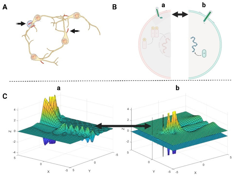 A Model-Based Approach to Neuronal Electrical Activity and Spatial Organization Through the Neuronal Actin Cytoskeleton.