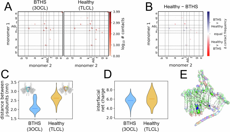 Cardiolipin acyl chain composition tailors the conformation of mammalian ATP synthase dimers.