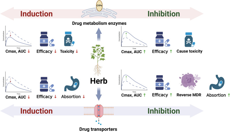 Herb-drug interactions in oncology: pharmacodynamic/pharmacokinetic mechanisms and risk prediction.