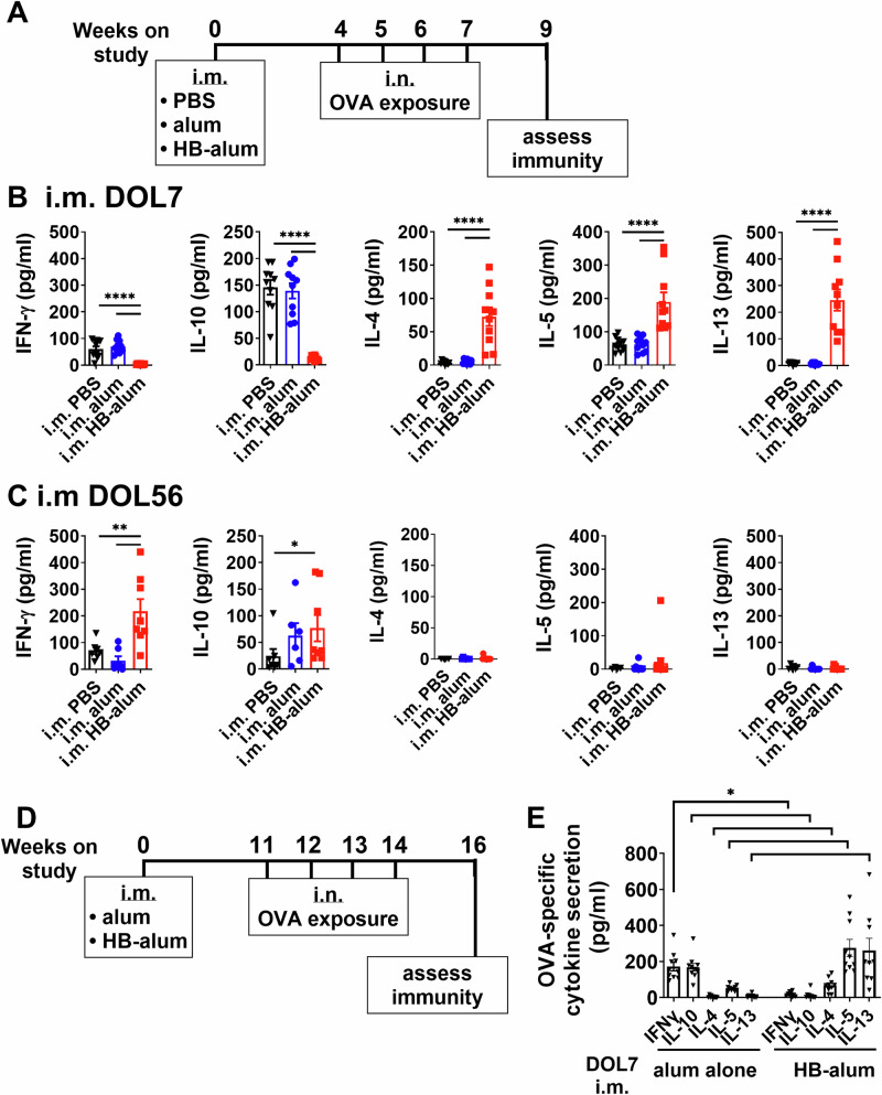 Rational adjuvant selection for the neonatal period shapes unique and lasting immune polarization in mice.