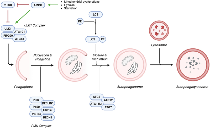 The role of autophagy in the pathogenesis and treatment of multiple sclerosis.