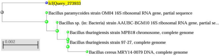 Dual-function strategy: simultaneous biopolymer production and lead biosorption by Bacillus paramycoides in single-batch fermentation process